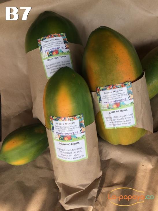 Cultivo papaya